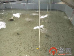 海緣養(yǎng)殖科技 以技術(shù)領(lǐng)域樹品牌，南苗北育模式促發(fā)展