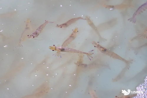 武漢臨空港經(jīng)濟(jì)技術(shù)開發(fā)區(qū)探索海水養(yǎng)殖技術(shù)研發(fā)，助力社會(huì)民生發(fā)展