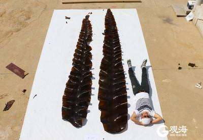 青島海帶培育:從“能不能養(yǎng)”到“怎么養(yǎng)好”的技術演進