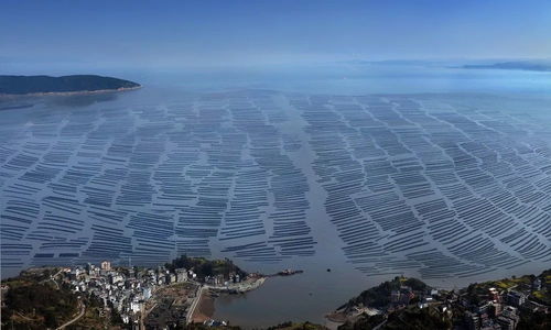 洞頭區(qū) 以科技創(chuàng)新澎湃海洋經濟高質量發(fā)展新動能，海水養(yǎng)殖技術研發(fā)走在前列